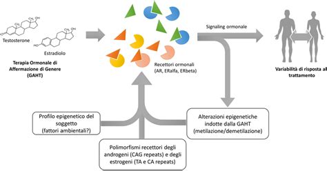 Rappresentazione schematica dell'associazione esochinasi-mitocondrio