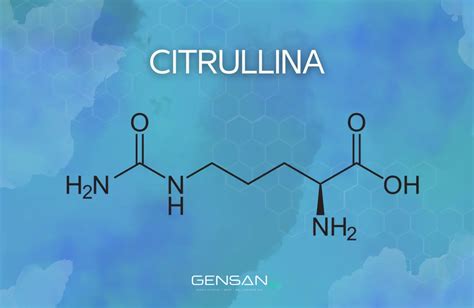 Schema che illustra i potenziali meccanismi d'azione della citrullina sul cervello e sull'umore