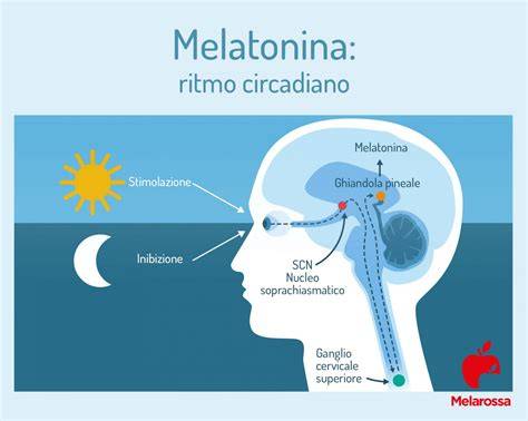 Schema della ghiandola pineale e produzione di melatonina