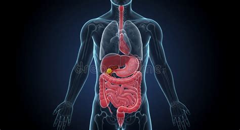 Schema del sistema digestivo umano con evidenziati i diverticoli