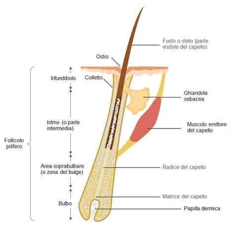 Struttura del capello e del follicolo pilifero