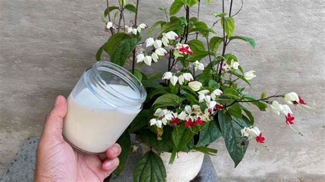 Piante sane nutrite con latte