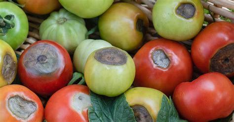 Piante di pomodoro con marciume apicale e sane