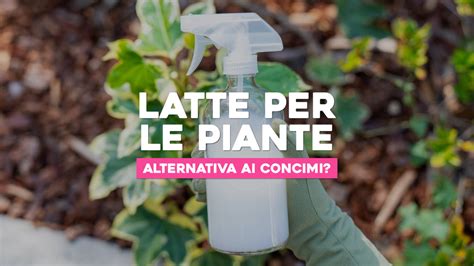 Diluire latte con acqua per le piante