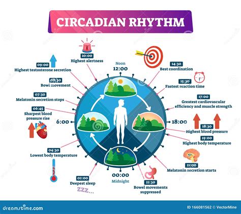 Schema del ritmo circadiano
