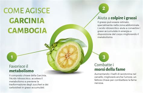 Infografica sui benefici della Garcinia Cambogia