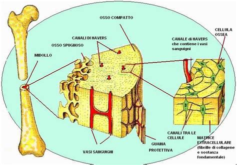 Schema della struttura ossea e delle sue componenti
