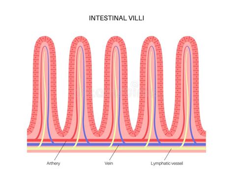 Illustrazione della struttura dell'intestino con villi e batteri