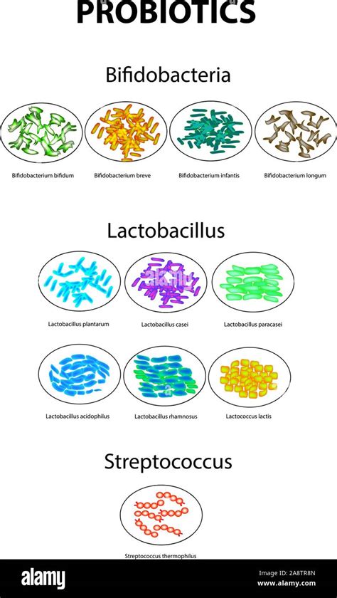 Schema comparativo tra Bifidobatteri e Lattobacilli