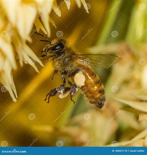 Api che raccolgono resina da un albero