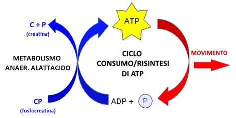 Grafico che mostra l'aumento di energia ATP grazie alla creatina