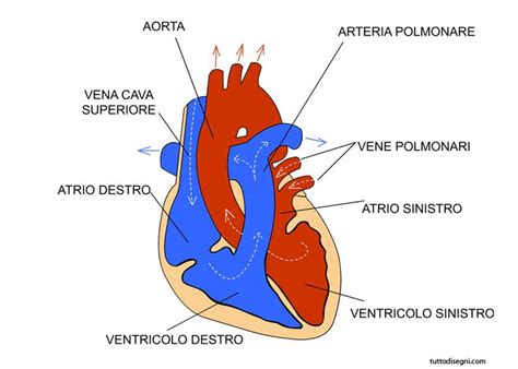Schema del cuore umano con enfasi sulle cellule muscolari cardiache e sui mitocondri