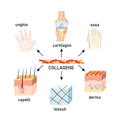 Modalità di assunzione del collagene