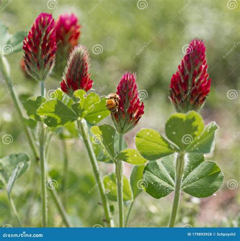 Immagine di un trifoglio rosso