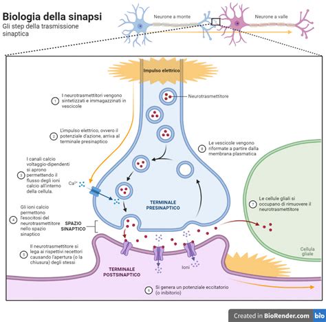 Schema che illustra la formazione delle sinapsi e il ruolo delle neurotrofine