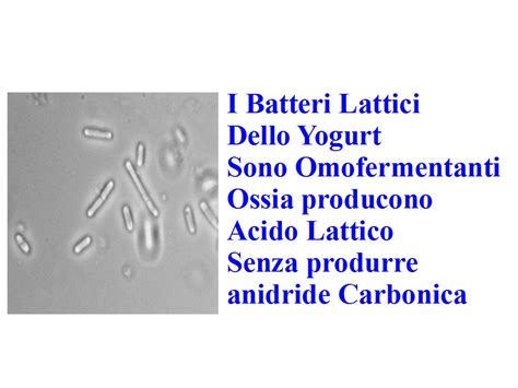 Schema dei batteri lattici nello yogurt