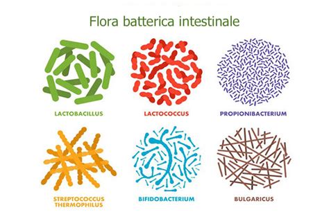 Grafico che illustra la flora batterica intestinale sana
