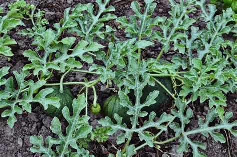 Pianta di cocomero con frutti