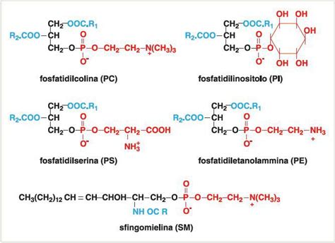 Struttura chimica della fosfatidilserina