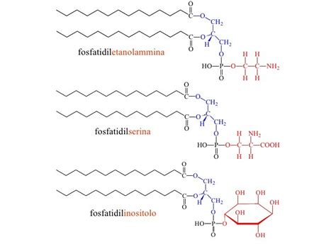 Grafico che illustra i benefici della fosfatidilserina sulla memoria
