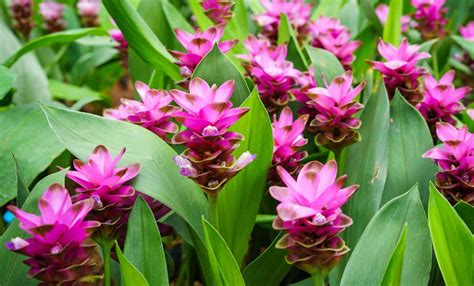 Pianta di Curcuma Longa