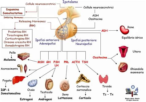 Schema dell'azione degli ormoni estrogeni e progestinici nel corpo femminile