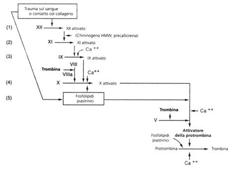 Schema della coagulazione sanguigna con enfasi sul ruolo della vitamina K