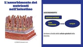 Illustrazione dell'intestino umano con enfasi sull'assorbimento dei nutrienti