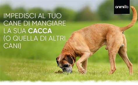 Cane che prende integratore alimentare