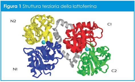 Struttura chimica della lattoferrina