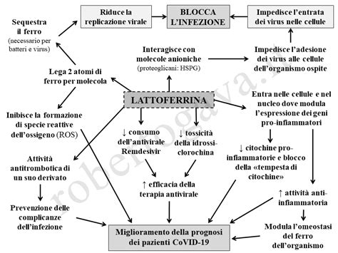 Schema dell'azione antivirale della lattoferrina