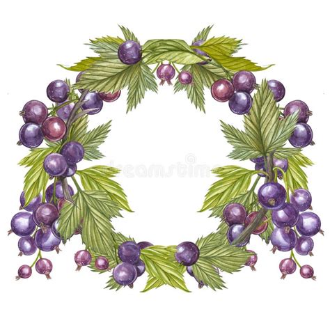 Illustrazione botanica del Ribes Nero