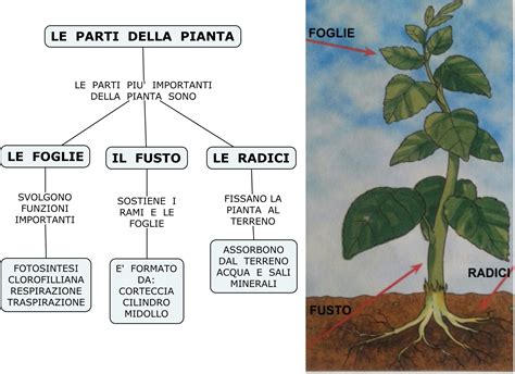 Schema che illustra le diverse parti della pianta di Ribes Nero e i loro utilizzi
