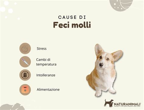 Immagine di un cane con feci molli