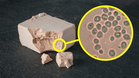 Struttura molecolare del lievito di birra