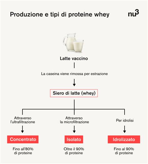 Infografica che confronta i diversi tipi di proteine Whey
