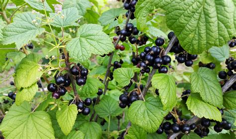 Albero di ribes nero con bacche nere