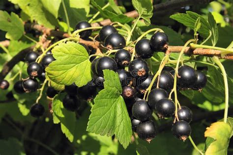 Foglie e bacche di ribes nero