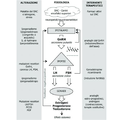 Schema dei meccanismi d'azione dei geroprotettori