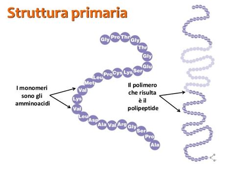 Schema della struttura primaria di una proteina