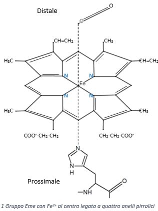 Struttura tridimensionale della mioglobina