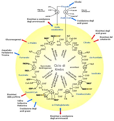 Schema del ciclo di assunzione di vitamina D