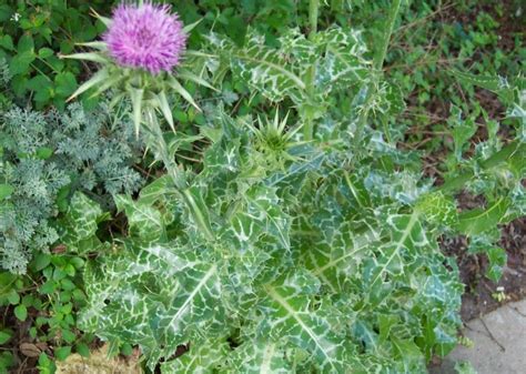 Immagine di una pianta di Cardo Mariano con le sue caratteristiche foglie striate di bianco.