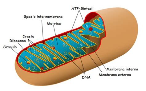 Schema del trasporto degli acidi grassi nei mitocondri con l'aiuto della carnitina.