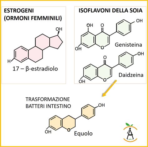 Struttura chimica degli estrogeni e dei fitoestrogeni