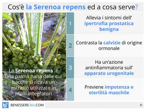 Palma di Serenoa Repens con bacche