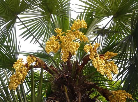 Mappa di distribuzione della Serenoa Repens negli USA