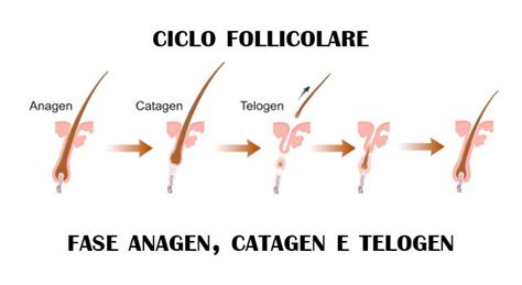 Illustrazione del ciclo di vita del capello: fase anagen, catagen, telogen