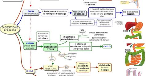 Schema del processo digestivo delle proteine