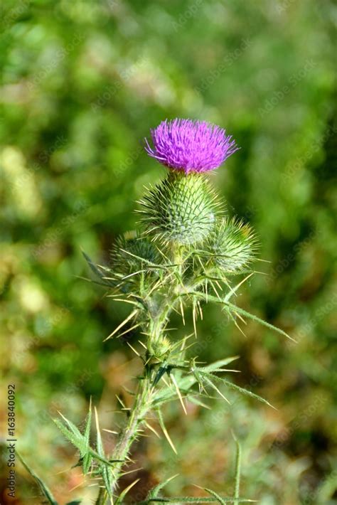 Cardo Mariano in fiore